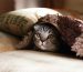 Blog yavru kedilerin gelişim evreleri