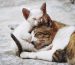 Blog İki kedi aynı evde nasıl yaşar